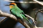 11 Bee-eater